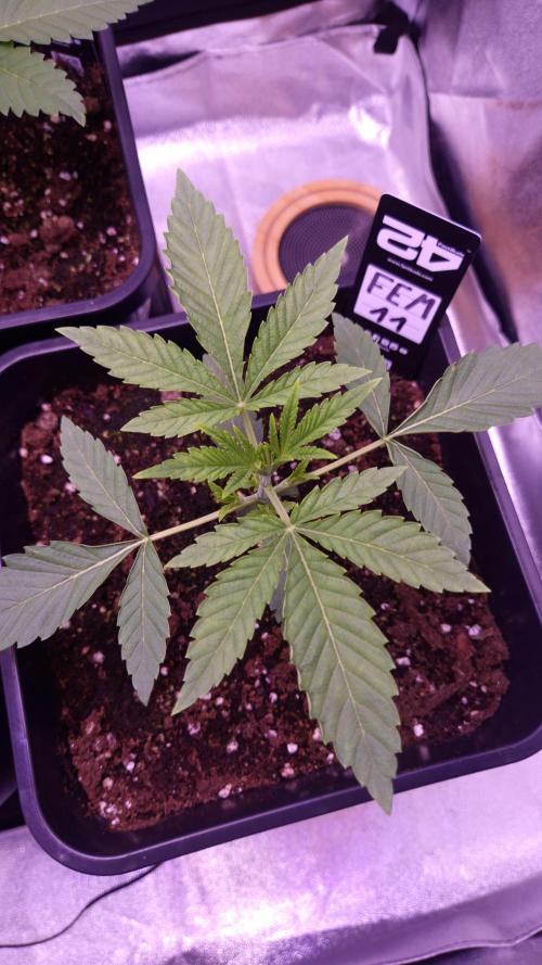 Fem 11 - Photoperiodic TestSeed FastBuds. Week 3
