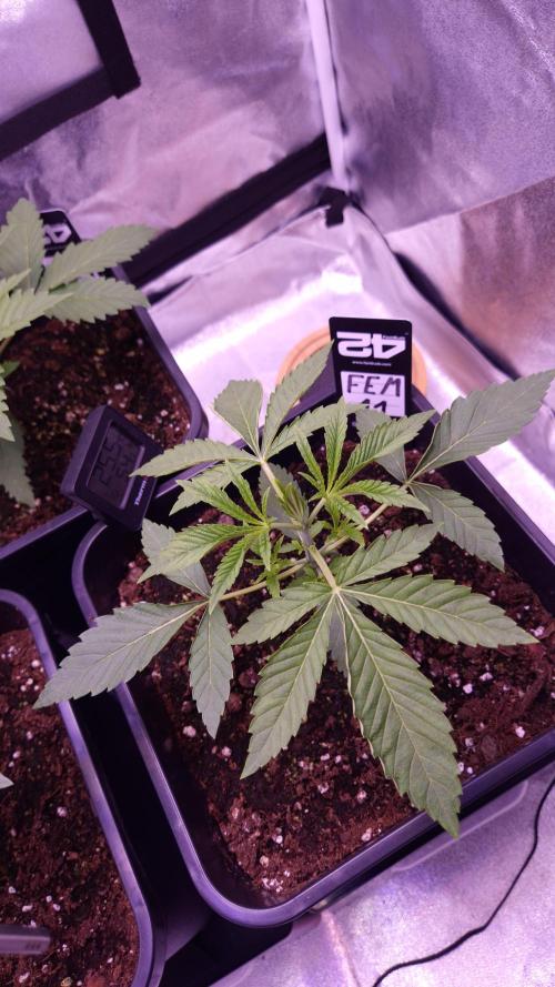 Fem 11 - Photoperiodic TestSeed FastBuds. Week 3