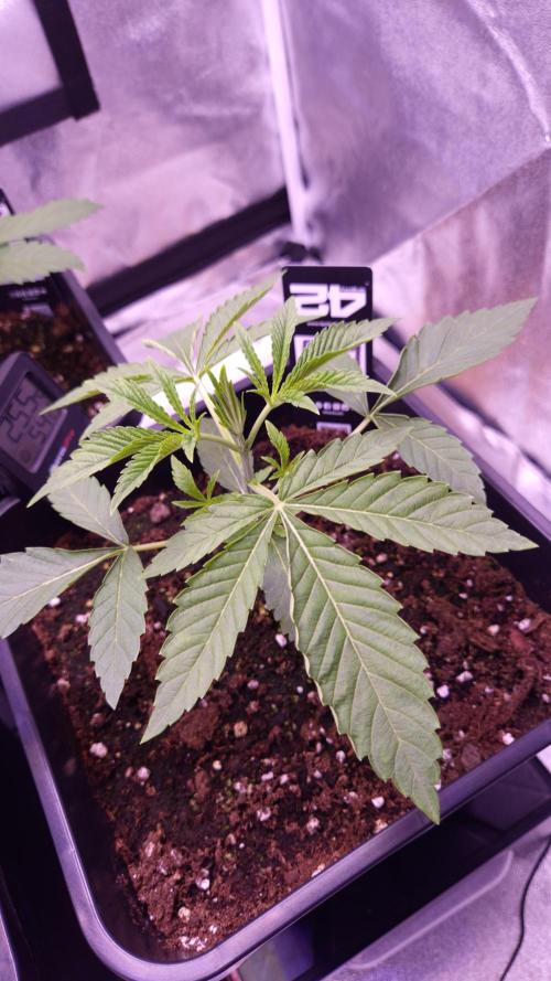 Fem 11 - Photoperiodic TestSeed FastBuds. Week 3