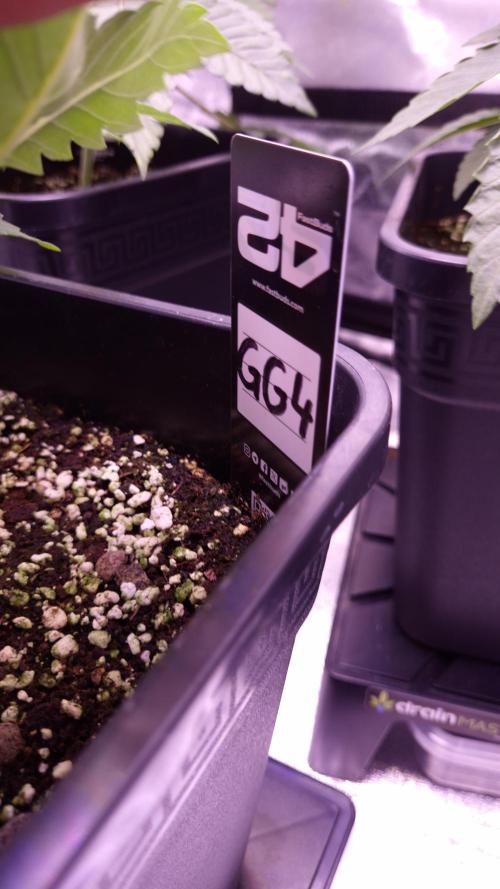 GG4 - FastBuds. Week 4