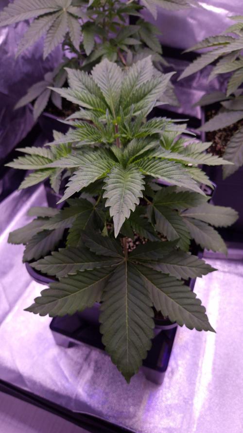 GG4 - FastBuds. Week 4