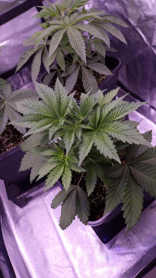 GG4 - FastBuds. Week 4