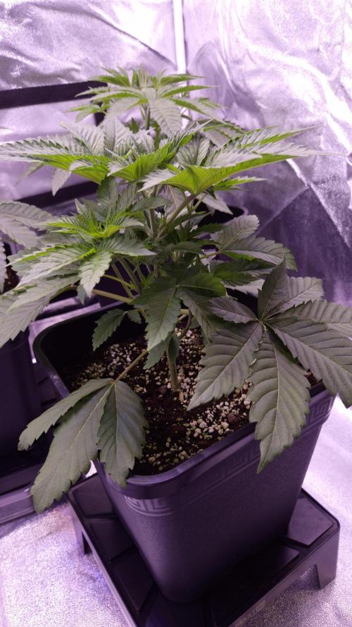 GG4 - FastBuds. Week 4