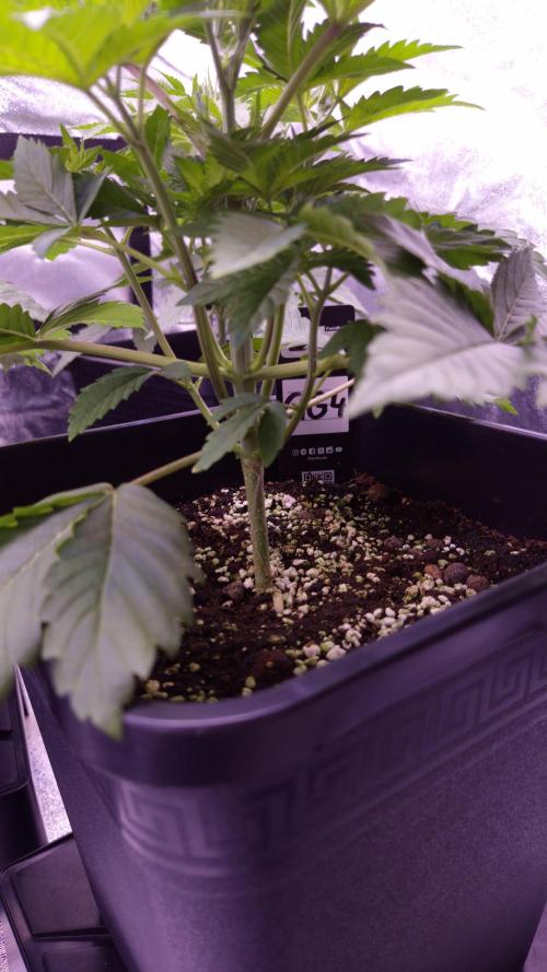 GG4 - FastBuds. Week 4