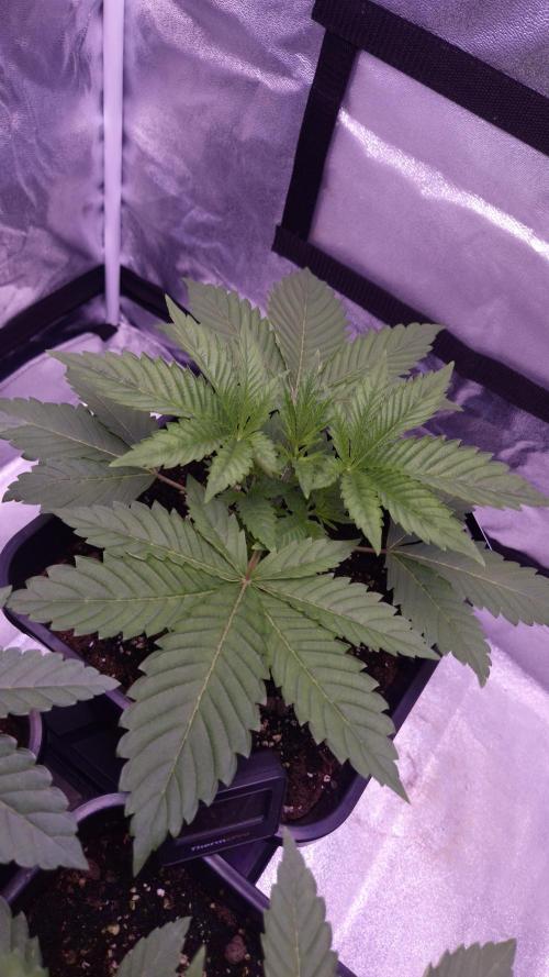 GG4 - FastBuds. Week 4