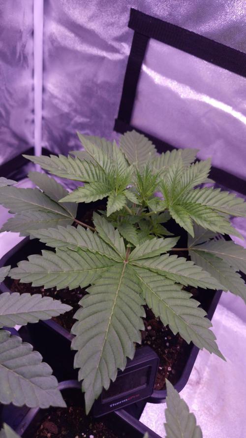 GG4 - FastBuds. Week 4