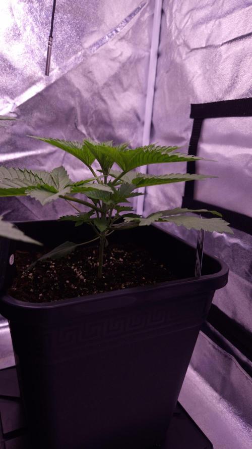 GG4 - FastBuds. Week 4