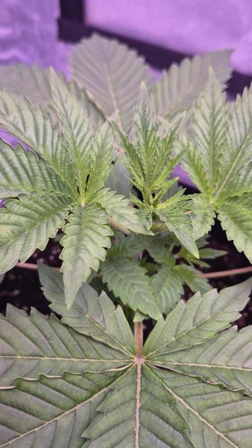 GG4 - FastBuds
