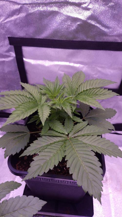 GG4 - FastBuds. Week 4