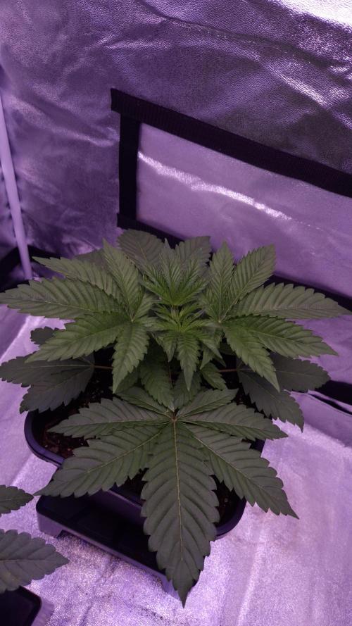 GG4 - FastBuds. Week 4