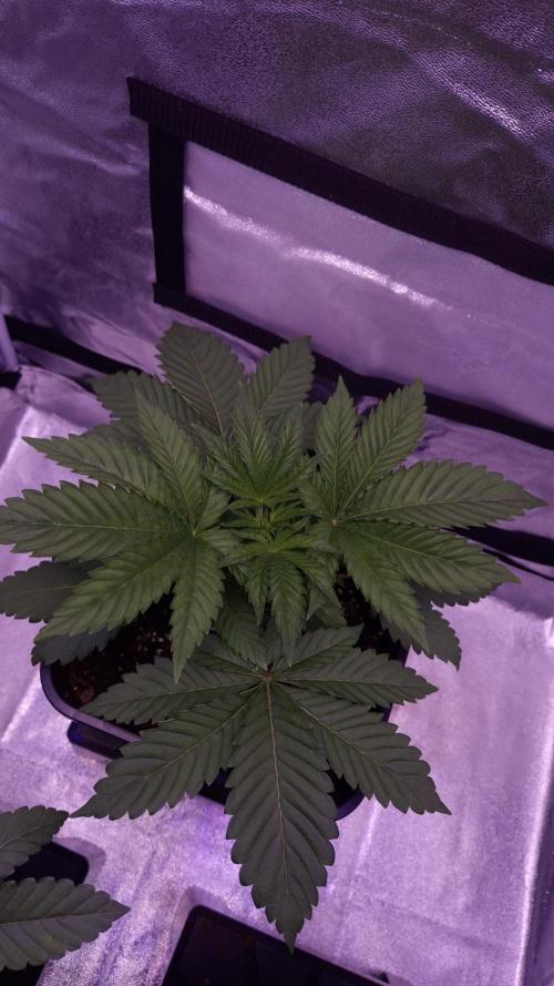 GG4 - FastBuds. Week 4