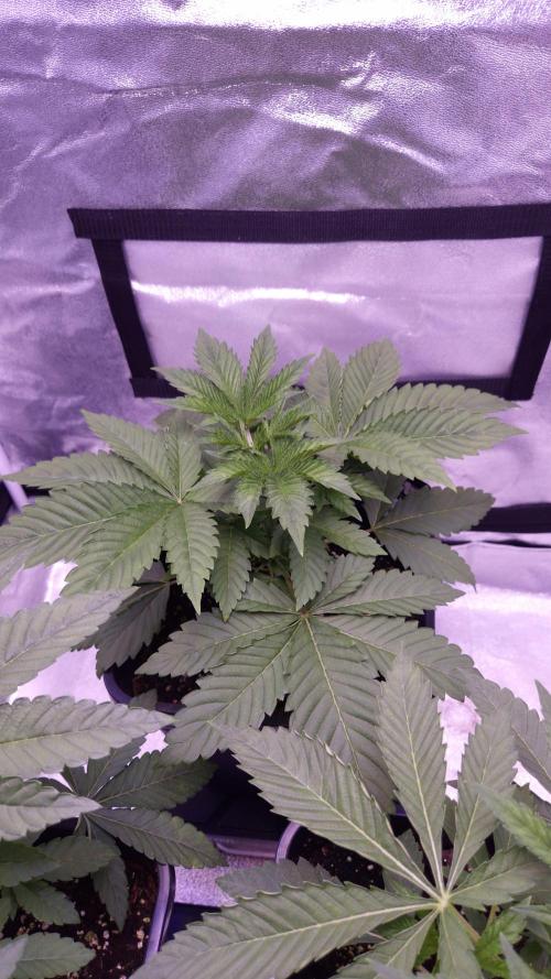 GG4 - FastBuds. Week 4