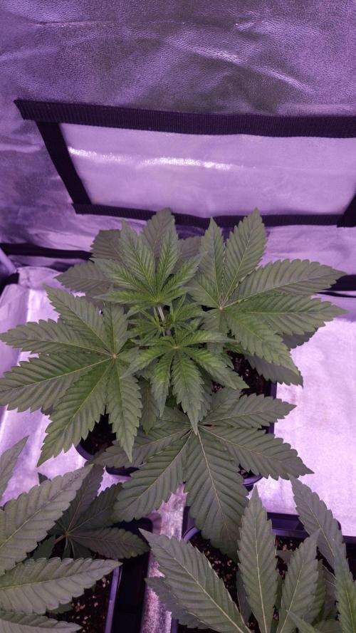 GG4 - FastBuds. Week 4