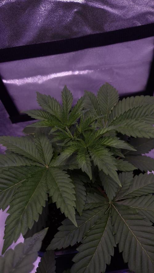 GG4 - FastBuds. Week 4