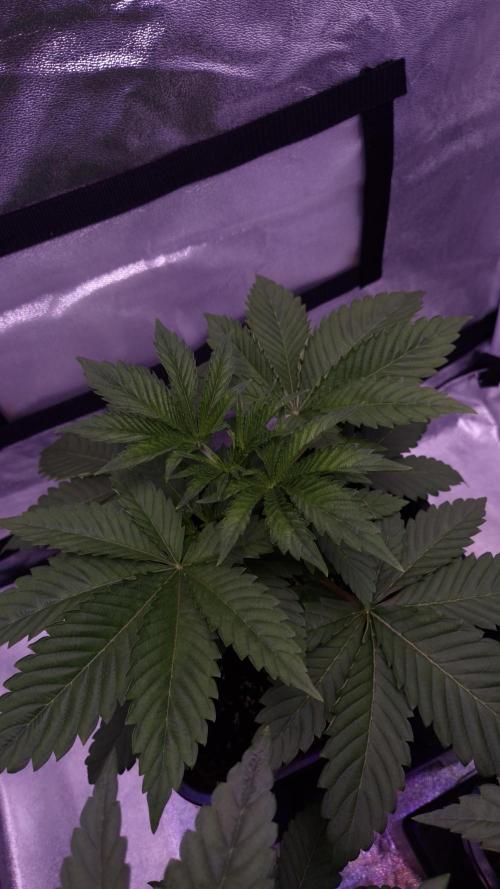 GG4 - FastBuds. Week 4