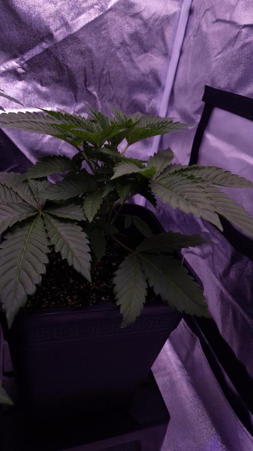 GG4 - FastBuds. Week 4