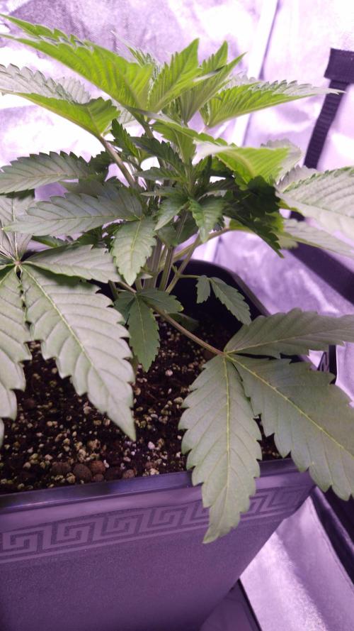 GG4 - FastBuds. Week 4