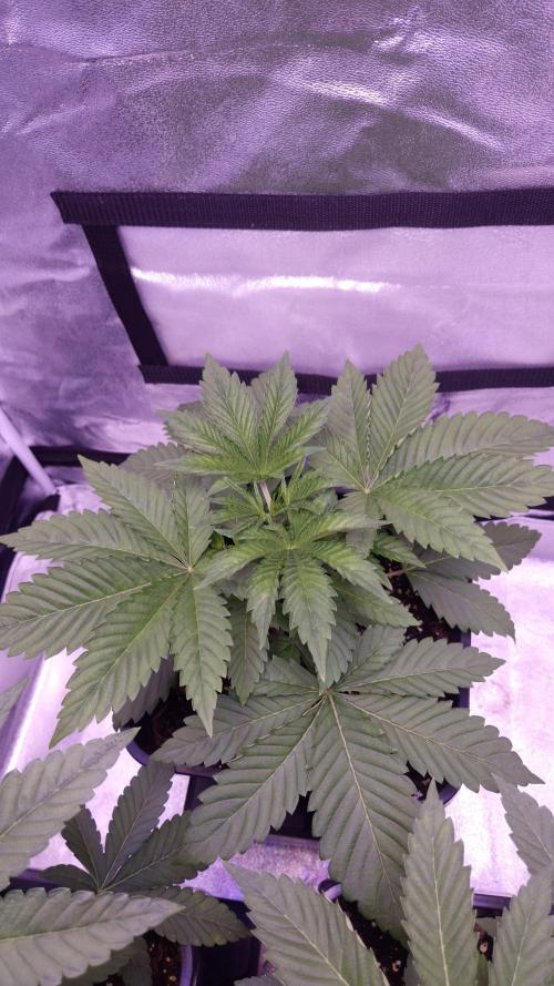 GG4 - FastBuds. Week 4