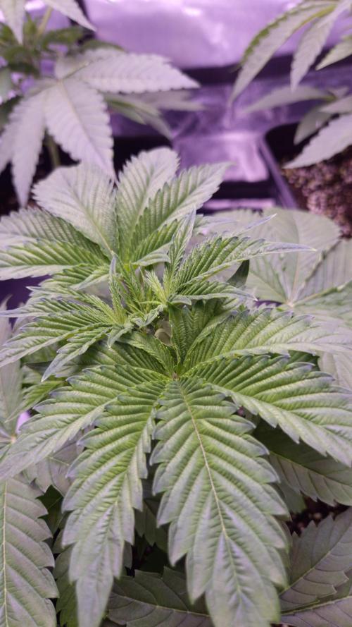 GG4 - FastBuds. Week 4