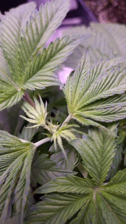 GG4 - FastBuds. Week 4