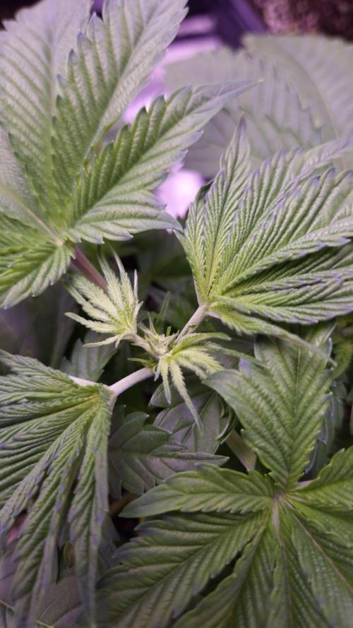 GG4 - FastBuds. Week 4