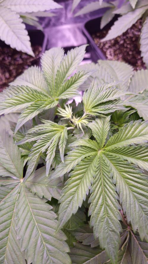 GG4 - FastBuds. Week 4