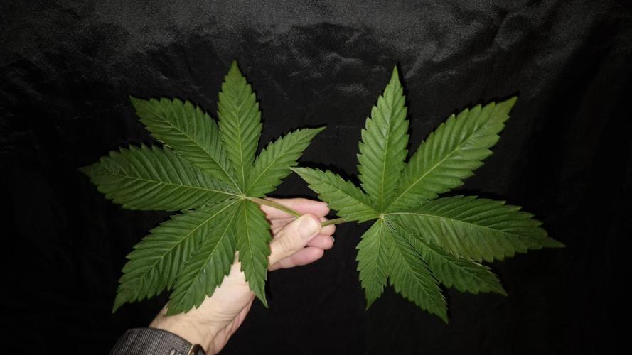 GG4 - FastBuds. Week 4