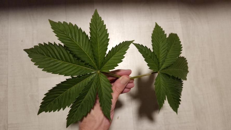 GG4 - FastBuds. Week 4