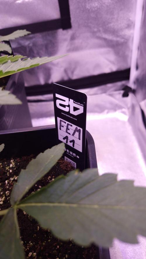 Fem 11 - Photoperiodic TestSeed FastBuds. Week 4