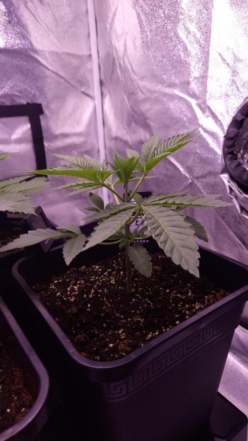 Fem 11 - Photoperiodic TestSeed FastBuds. Week 4