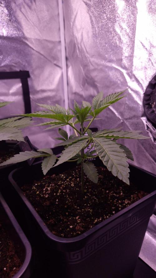 Fem 11 - Photoperiodic TestSeed FastBuds. Week 4