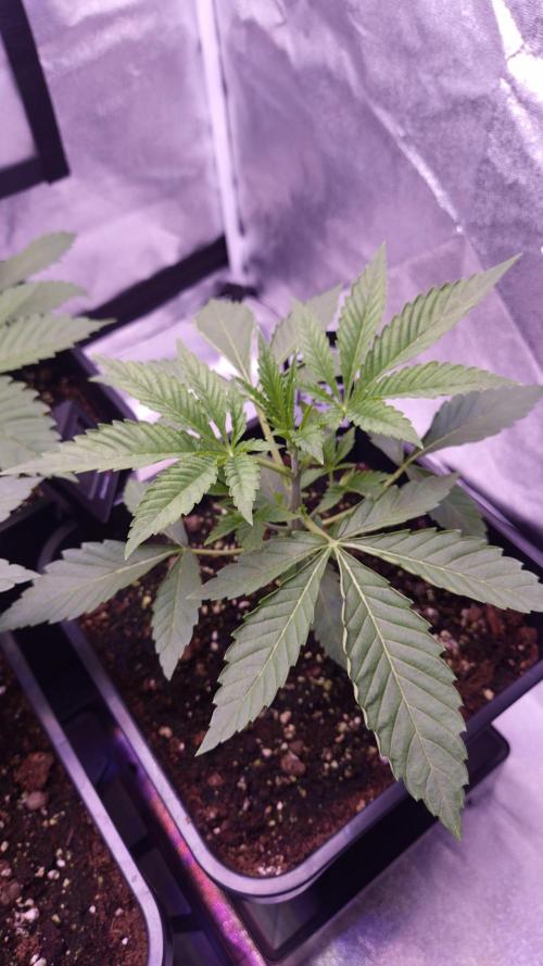 Fem 11 - Photoperiodic TestSeed FastBuds. Week 4