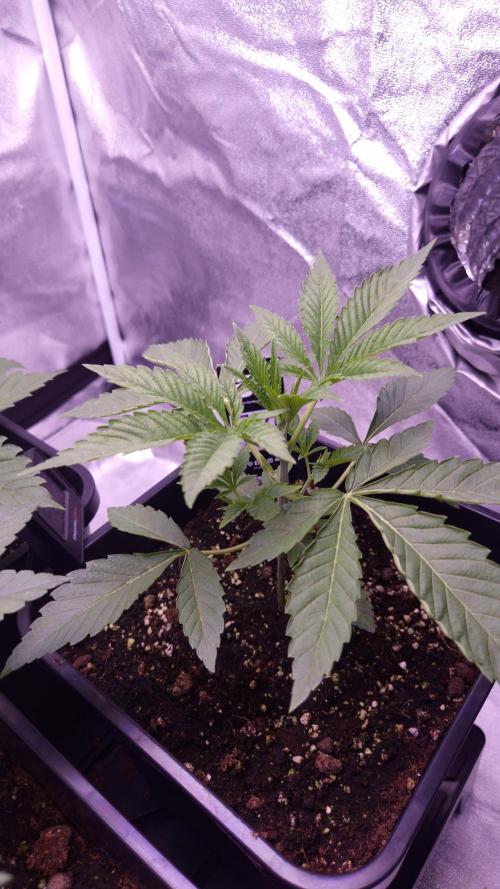 Fem 11 - Photoperiodic TestSeed FastBuds. Week 4