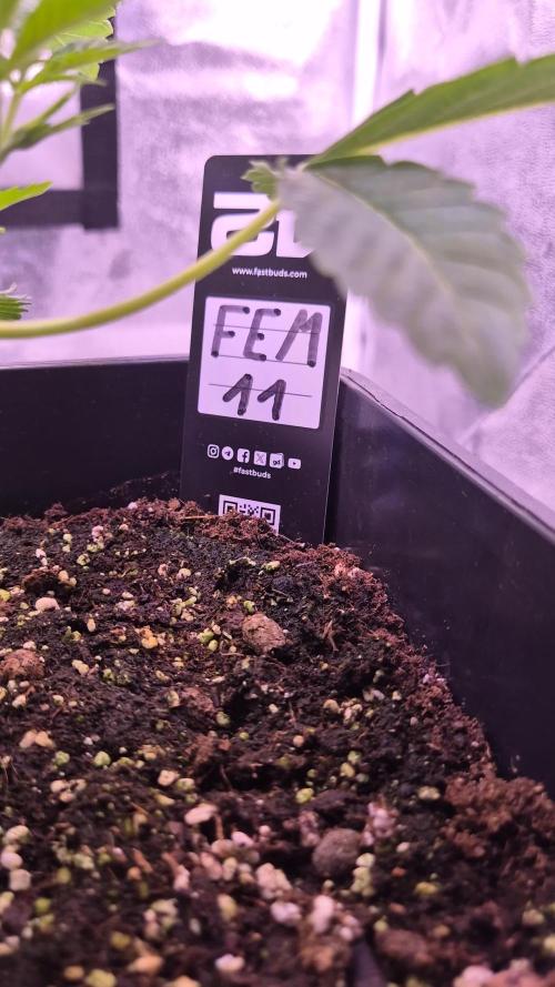 Fem 11 - Photoperiodic TestSeed FastBuds
