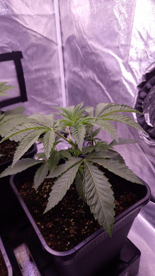 Fem 11 - Photoperiodic TestSeed FastBuds. Week 4