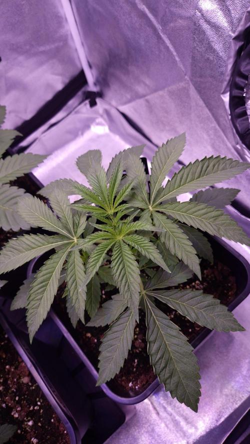 Fem 11 - Photoperiodic TestSeed FastBuds. Week 4