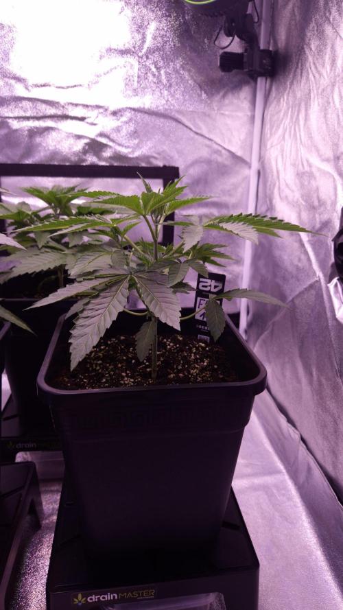 Fem 11 - Photoperiodic TestSeed FastBuds. Week 4