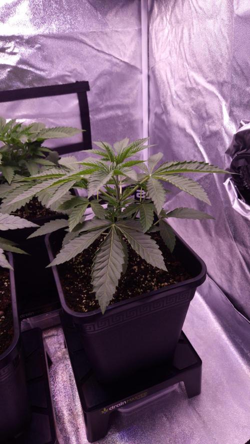 Fem 11 - Photoperiodic TestSeed FastBuds. Week 4