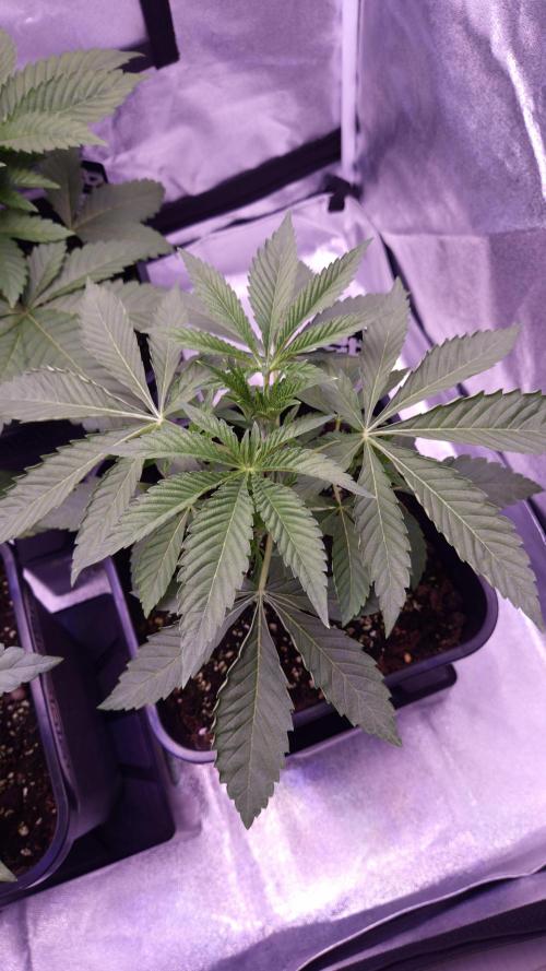 Fem 11 - Photoperiodic TestSeed FastBuds. Week 4