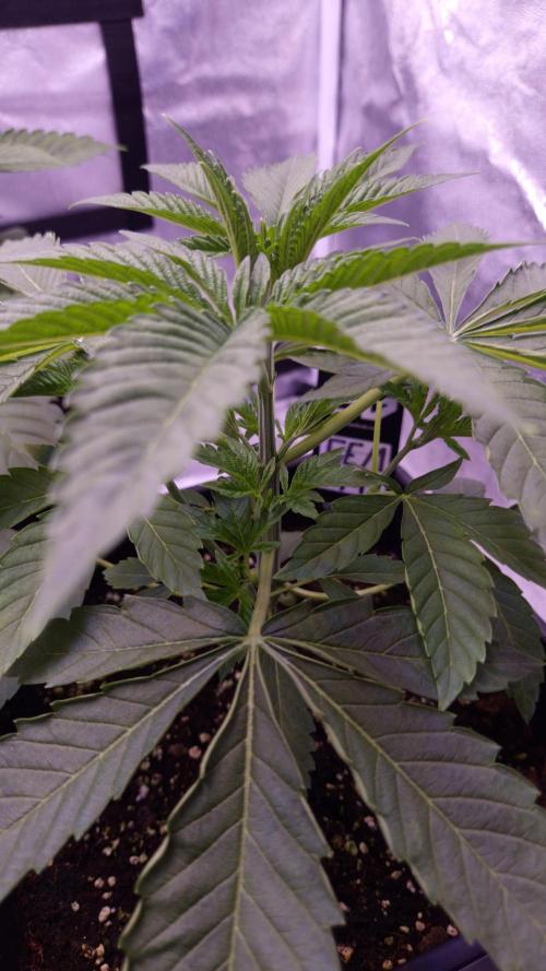 Fem 11 - Photoperiodic TestSeed FastBuds. Week 4