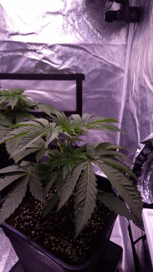 Fem 11 - Photoperiodic TestSeed FastBuds. Week 4