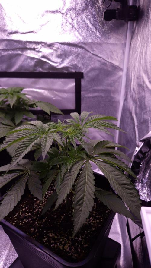 Fem 11 - Photoperiodic TestSeed FastBuds. Week 4