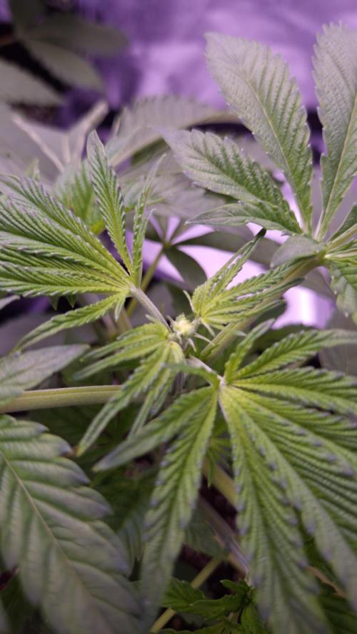 Fem 11 - Photoperiodic TestSeed FastBuds. Week 4