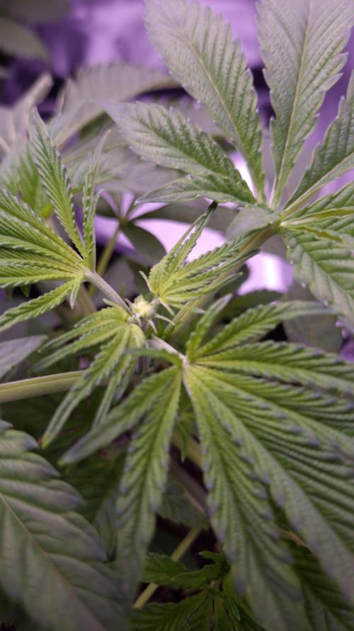 Fem 11 - Photoperiodic TestSeed FastBuds. Week 4