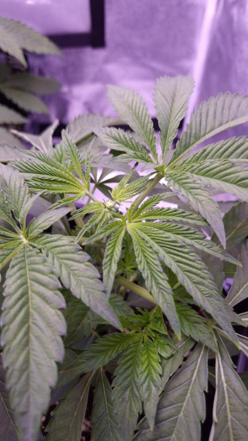 Fem 11 - Photoperiodic TestSeed FastBuds. Week 4