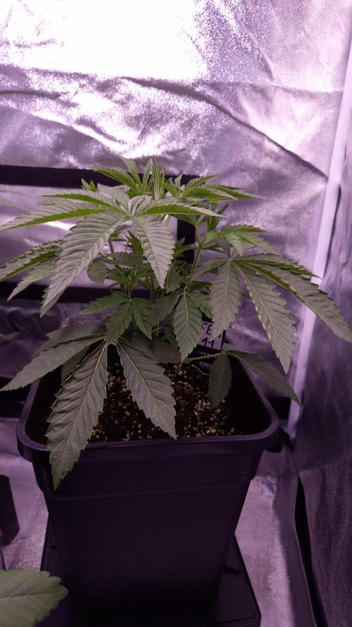 Fem 11 - Photoperiodic TestSeed FastBuds. Week 4