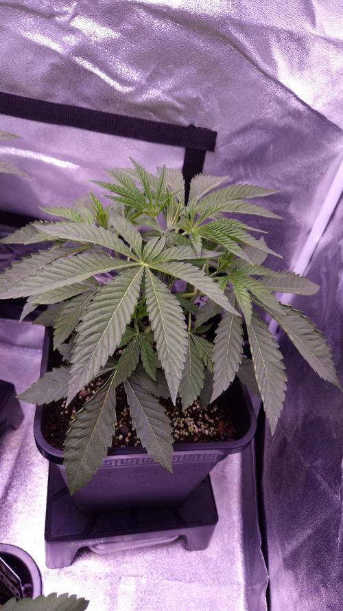 Fem 11 - Photoperiodic TestSeed FastBuds. Week 4