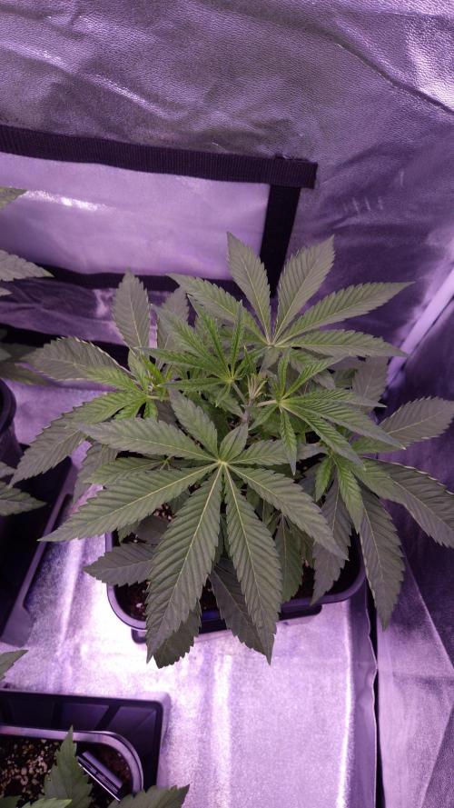 Fem 11 - Photoperiodic TestSeed FastBuds. Week 4