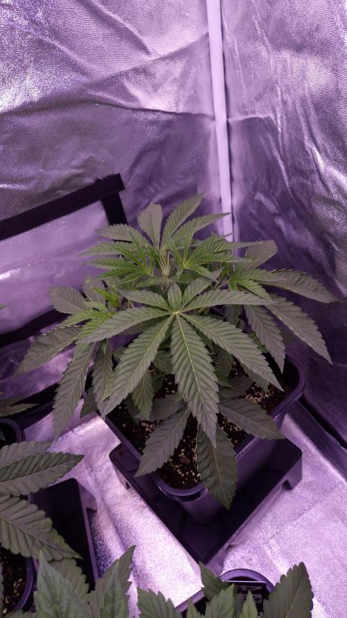 Fem 11 - Photoperiodic TestSeed FastBuds. Week 4
