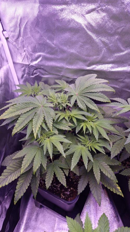 Fem10 - Photoperiodic TestSeed FastBuds. Week 5